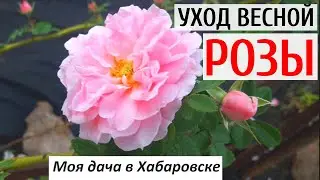 ОБРЕЗКА РОЗ | Уход за розами весной после зимы | Подкормка и обработка роз | Моя дача в Хабаровске