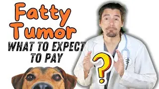 Price to remove Dog Lipoma (Fatty growth)