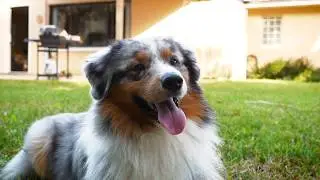 Fin the Australian Shepherd