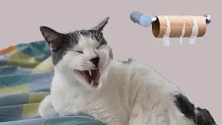 Karen se ha terminado el papel. Travesuras de gatos #gatos #cat