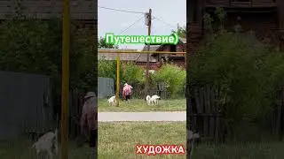 Коза лизнула художника!)) 