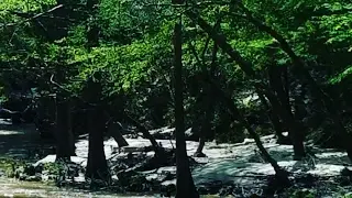 Dunn Falls  Chunky River, MS