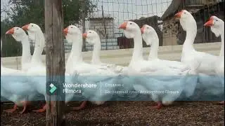Холмогорские гуси.