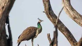 PEACOCK | SOUND EFFECT | SOUNDEES