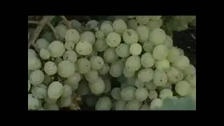 Саженцы винограда С2-7-2 Питомник Садоград
