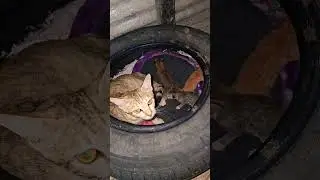 Cat made tyre nest 