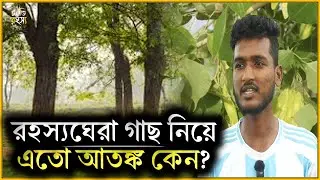 When you cut a tree, blood comes out! Is everyone lying? || Current mystery | horror