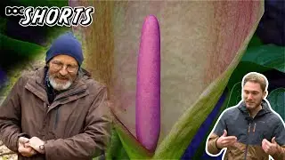 DOC SHORTS | Folge 28 - Gefängnis für eine Nacht: Arum maculatum