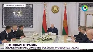 Лукашенко поручил сохранить объемы производства табака