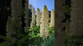 Белые люпины красиво сочетаются с белыми аллиумами