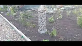 584.Павловния ох и чудное растение