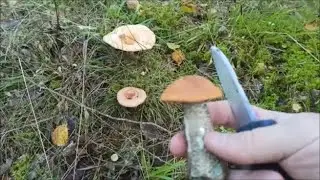 Тихая охота и засолка грибов