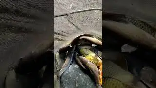 смотри что поймали на флэтфидер в декабре. #флэтфидер #feederfishing #gerafishing