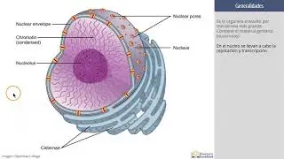Histología: El núcleo de la célula para estudiantes de medicina
