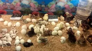 How to Make Incubator at Home with 100% Efficient Result