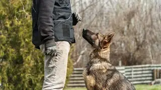 🔴 Becoming Pack Leader to Your Dog is Key to Successful Dog Training