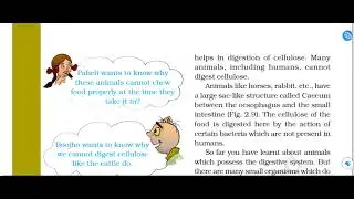 CLASS 7 Nutrition in Animals SCIENCE  PART2