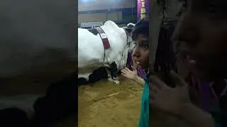 Qurbani 2023 Near Continental  Subhanallah #shorts  #ahwarun  #eiduladha2023  #qurbanistatus #janwar