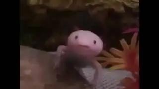 Sleepy Axolotl