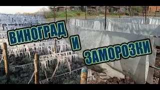 Как спасти виноград от весенних заморозков