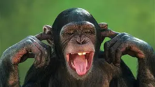 Monkey Green Screen And Learn Name - Green Screen For Kids