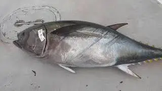 Pacific Queen Offshore Tuna Fishing June 29, 2020