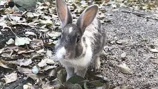 Rabbit: 