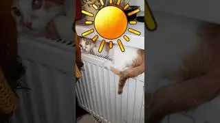 #shorts