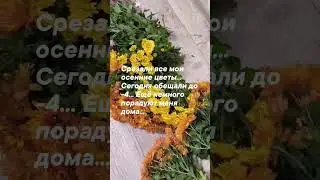 Мои цветы... Пусть еще немного порадуют меня дома...