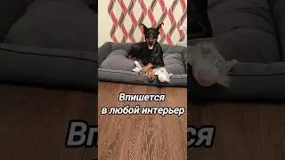 Велюровая лежанка PET BED для добермана 😍 