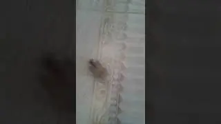 пробежка Хомы