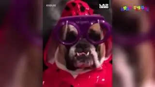 Приколы про собак. Откройте дверь!