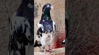 128 Number #chsakhi #kabootar #kabootarbazi #pigeon