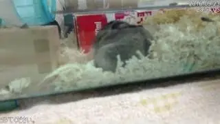 ハムスター おくつろぎの時間