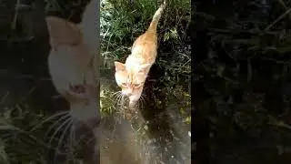 Брошенные животные на острове Большой Уссурийский