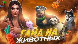ОБЗОР СИСТЕМЫ ЛИЧНЫХ ПИТОМЦЕВ на ARIZONA RP / УХОД ЗА СОБАКОЙ в GTA 5 RP