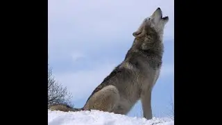 Чонын үүргийг архи гүйцэтгэнэ  С.Цогтсайхан