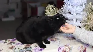 Глин