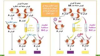 مقارنة بين الإستجابة المناعية ذات المسلك الخلوي وذات المسلك الخلطي