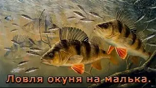 Ловля окуня на малька. Весенняя проба.