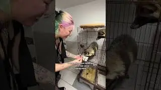 Quase perdi o dedo por causa do guaxinim 🥲🦝✨ #criecomayra #japayra #guaxinim