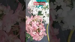 Петит Стар #гортензииметельчатые