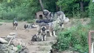 Breza te ndryshem te Deltarëve ilirianë