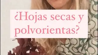 Cómo abrillantar Hojas polvorientas