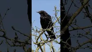 Crow cawing on a sunny morning #shorts