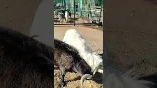 Two goats butt near the feeder