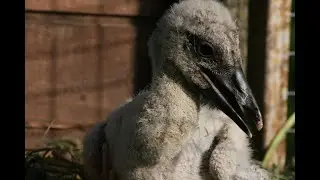 Ужин Пятачка 5 июня 21-15