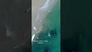 Нерест горбуши. Котики не пускают в реку рыбу!