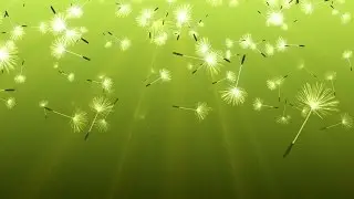 Drifting Dandelion Seeds Background Loop - Free HD Video Background