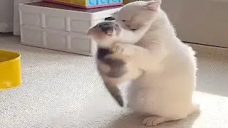 Cats Being Silly